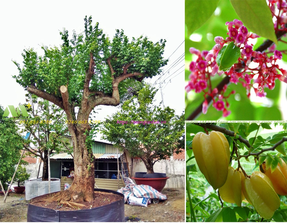 Cây Khế trong thiết kế sân vườn – Mongarden