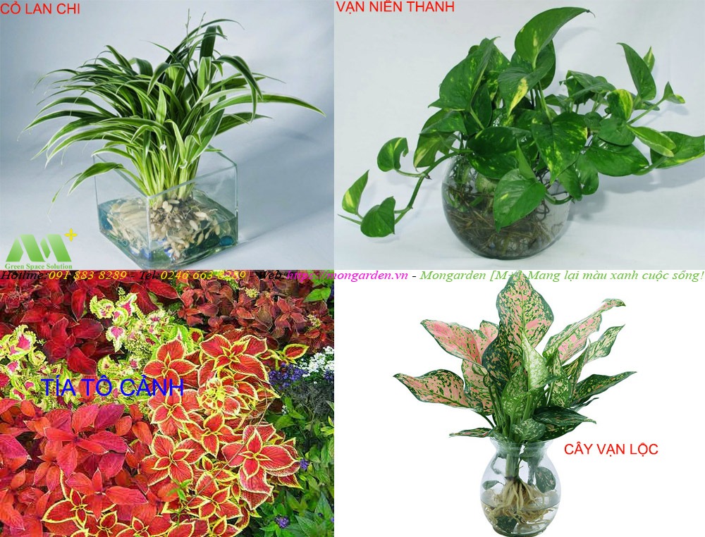 Những loại cây thường dùng cho thi công tường cây xanh thủy canh