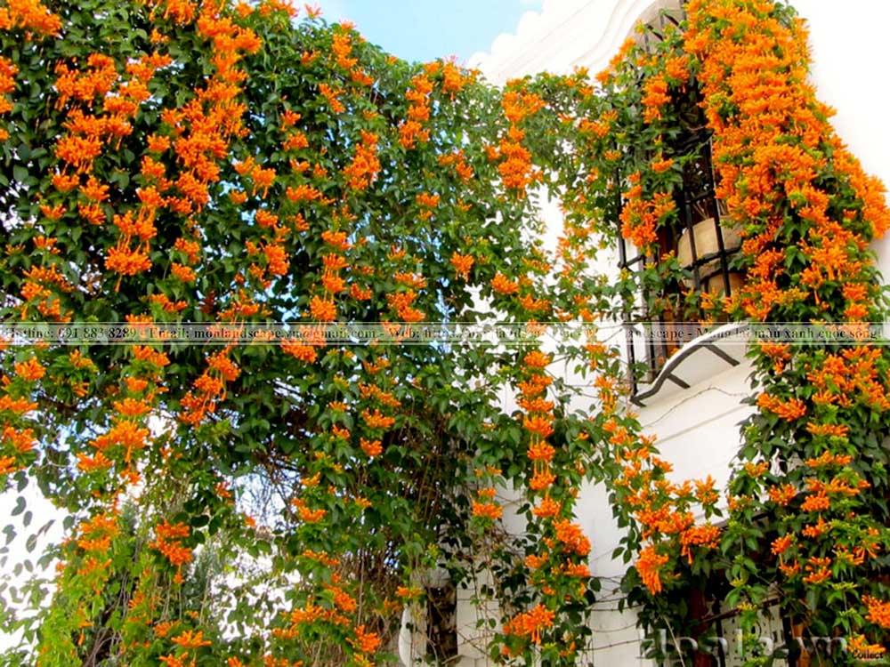 Vai trò của cây xanh trong cảnh quan? - Cây dây leo