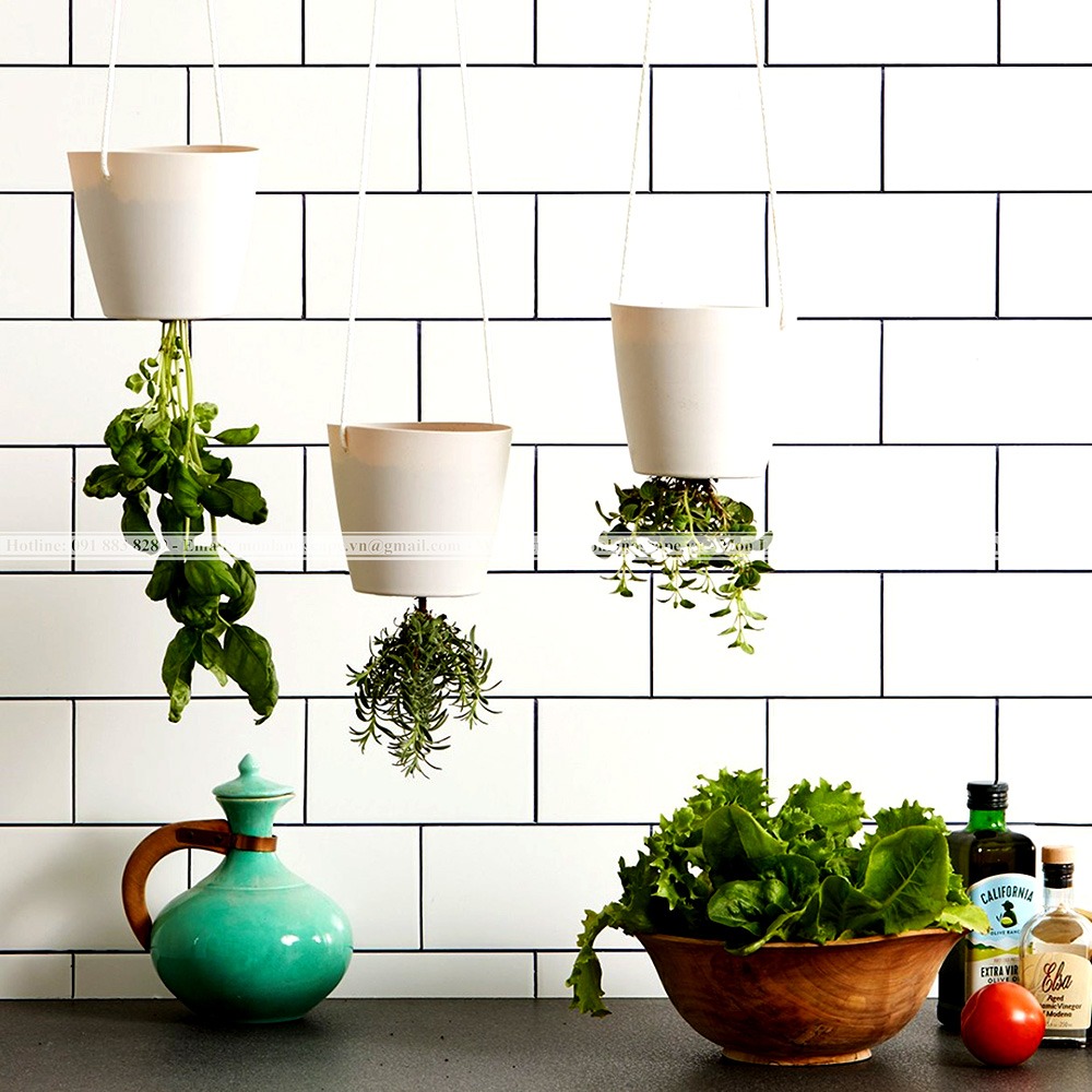 Chậu cây treo ngược