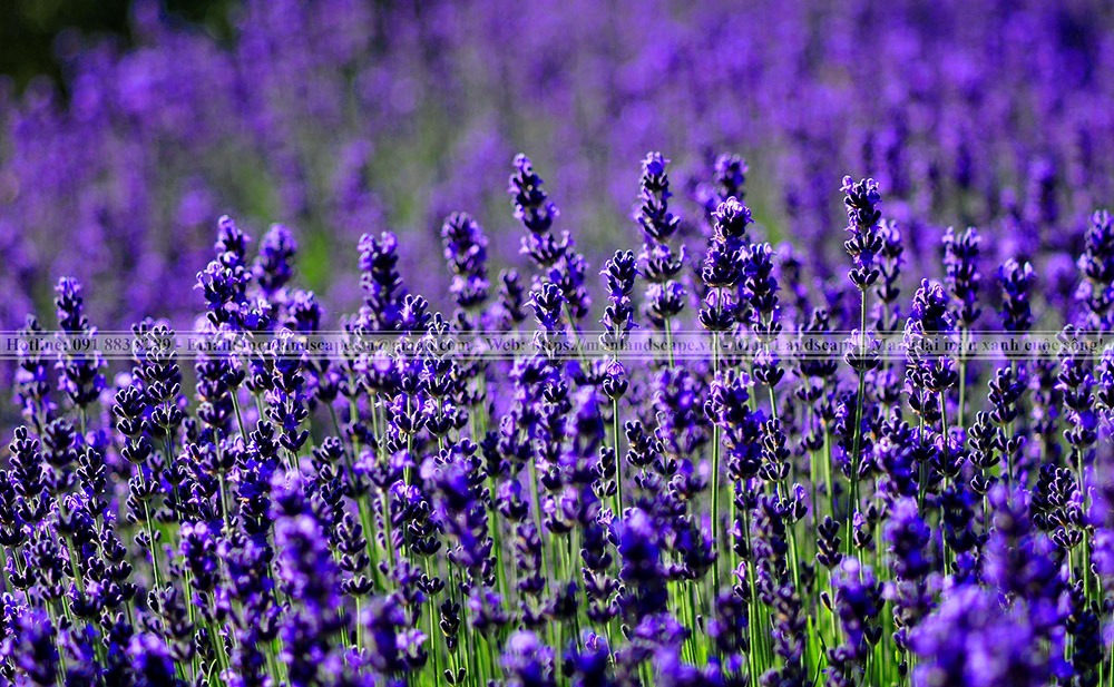 Cây xanh có khả năng đuổi muỗi tự nhiên