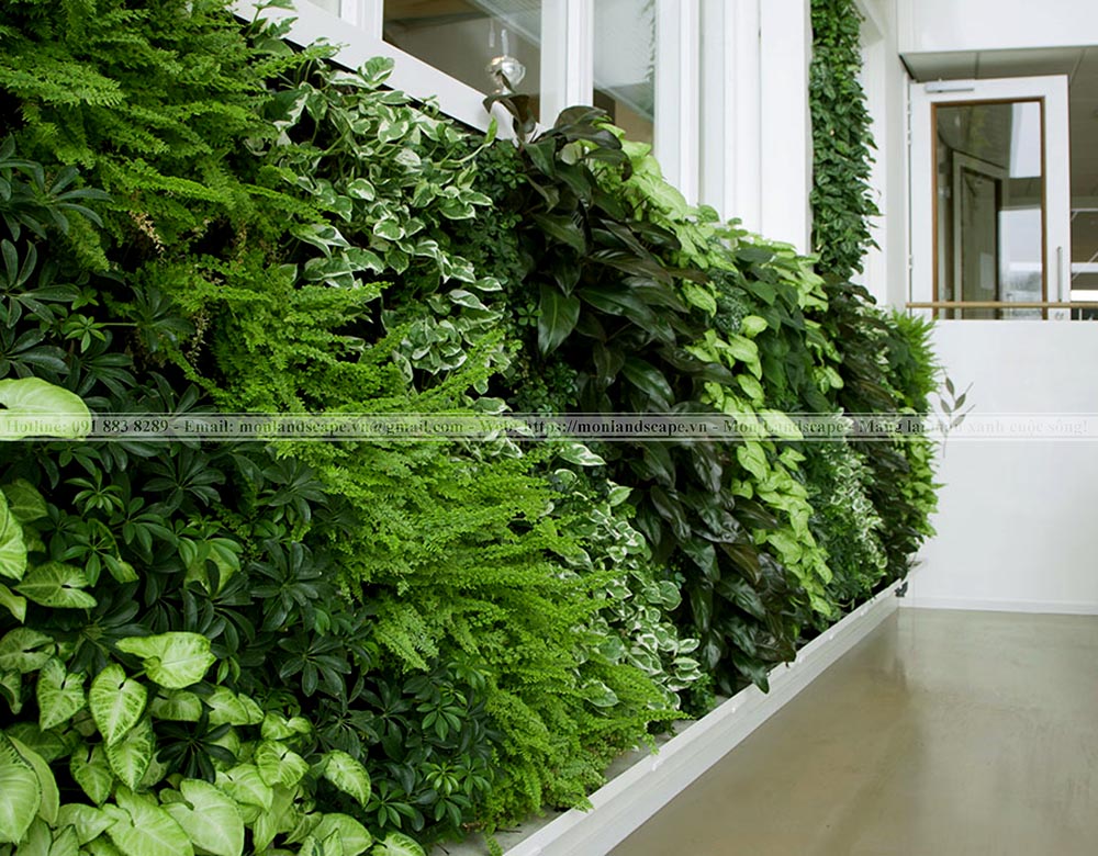 Kinh nghiệm chăm sóc vườn trên tường