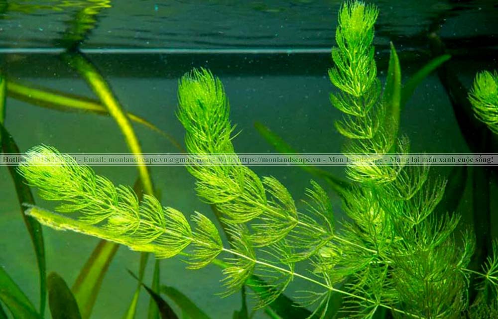 Cây rong đuôi chó