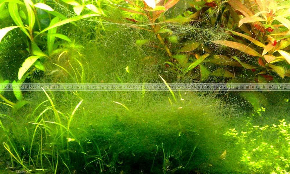 Nguyên nhân và điều trị nấm trắng ở cá koi