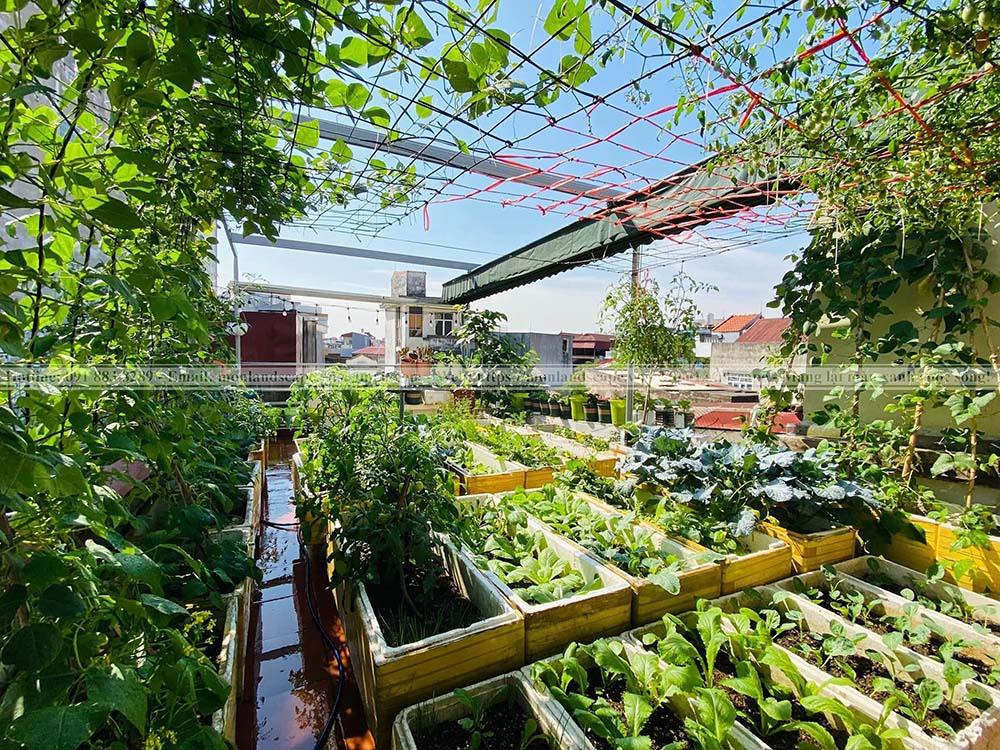 Cấu tạo của một vườn trên mái